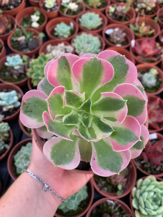 Aeonium "Riverstones" variegado