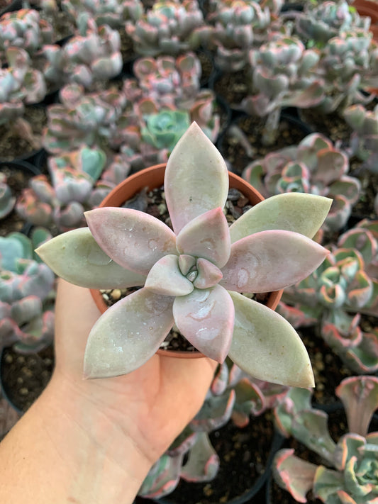 Graptoveria „Parme“ von Christophe Camassel