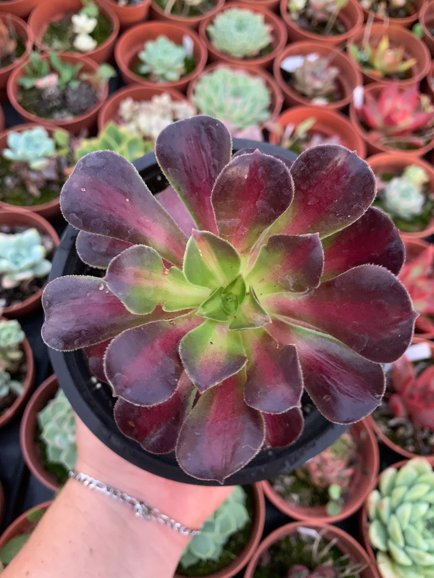 Aeonium "kilimanjaro" variegado