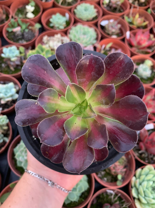Aeonium "kilimanjaro" variegado