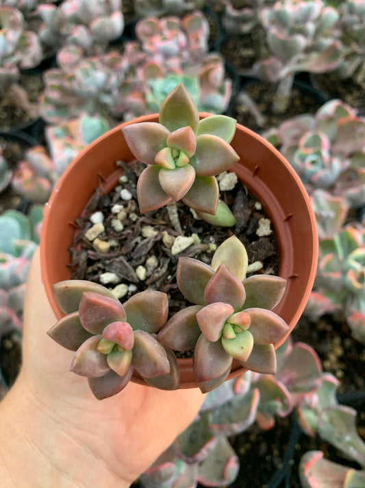 Graptosedum "Bronze"