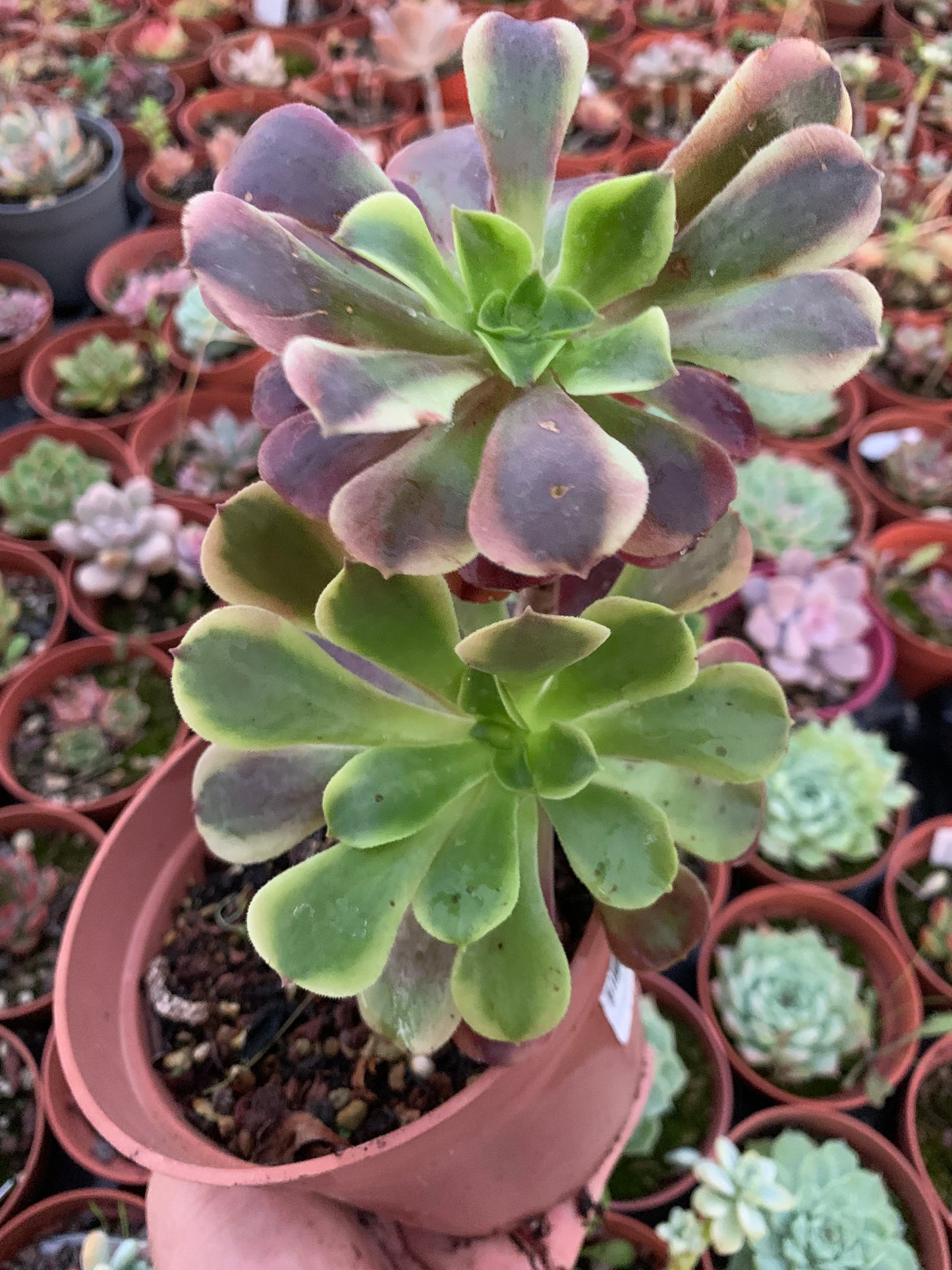Aeonium "Super Bang" Variegado