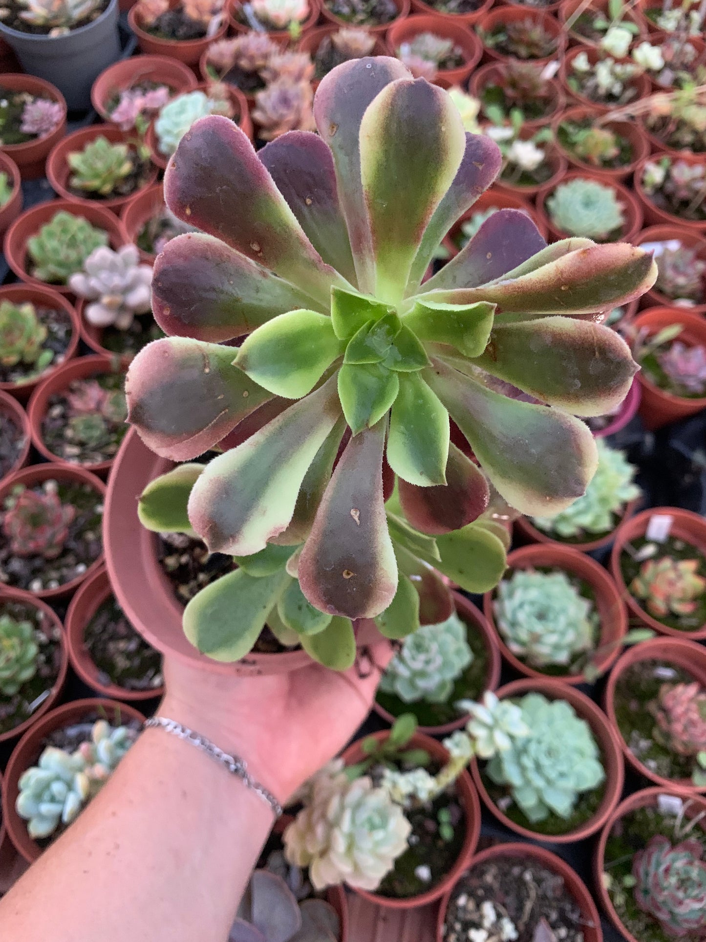 Aeonium "Super Bang" Variegado