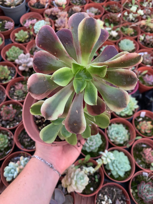 Aeonium "Super Bang" Variegado