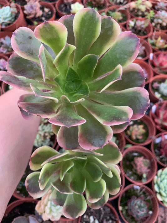 Aeonium "Super Bang" Variegado