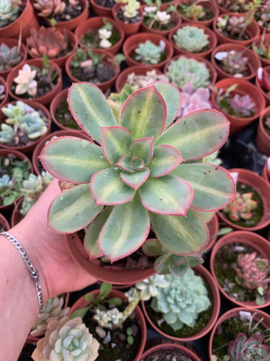 Aeonium "Macaron" variegado
