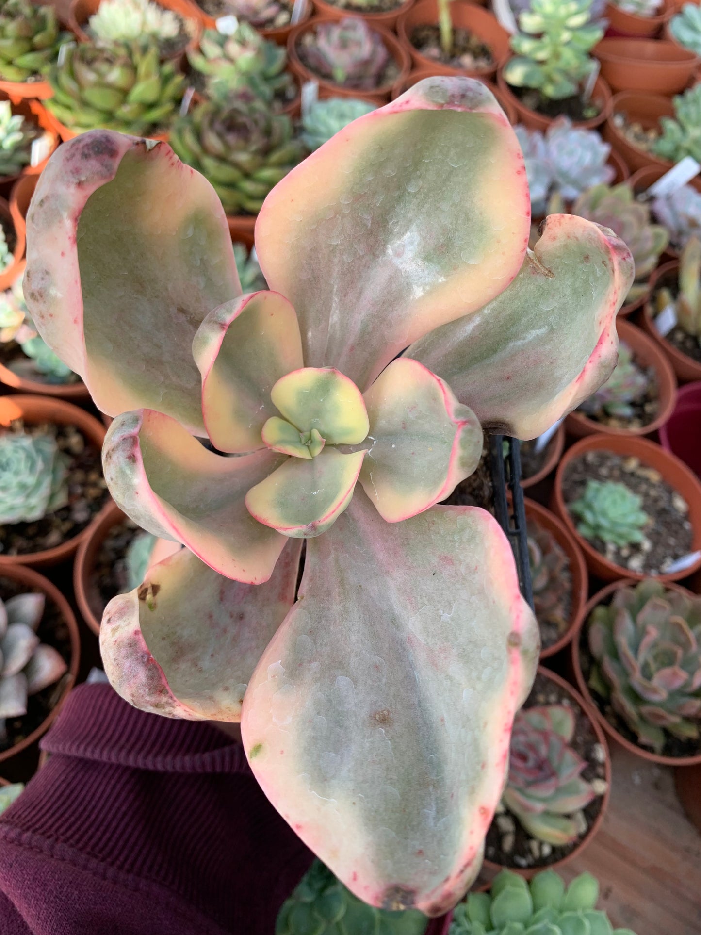 Echeveria "golden state" variegada Korea