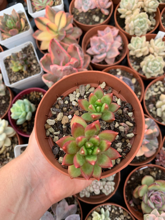 Pachyphytum "Dark Horse"  Korean