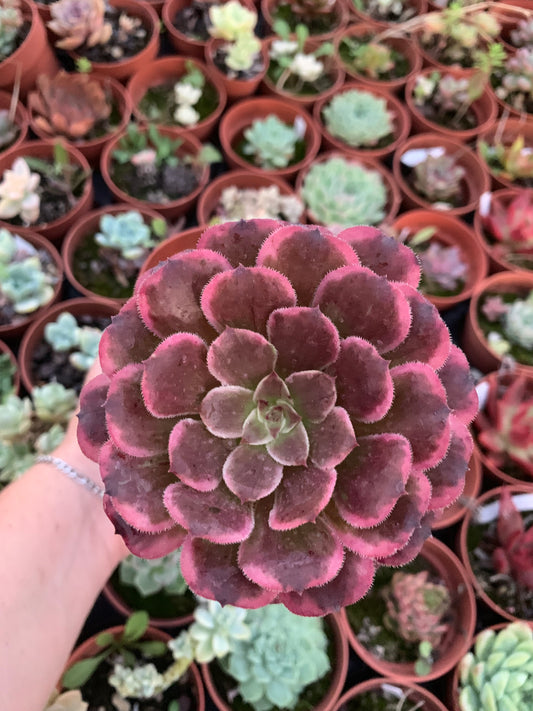 Aeonium "Ink Painting" variegado
