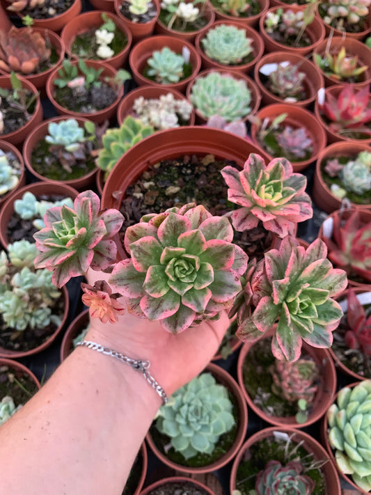 Aeonium "Tea Cup" cluster variegado