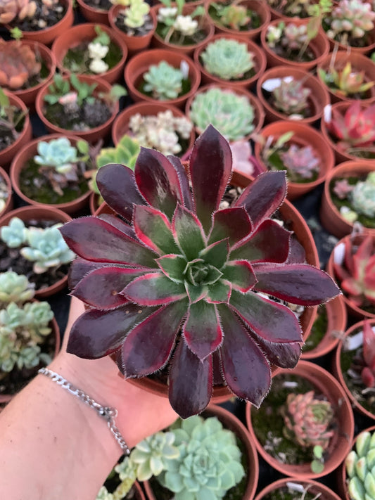 Aeonium "Peacock" variegado