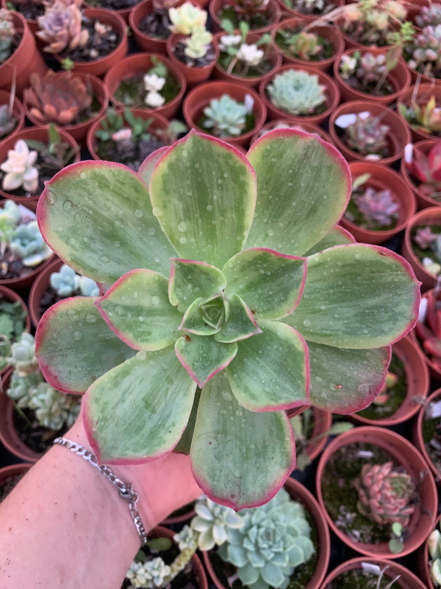 Aeonium "Holochysu " variegado