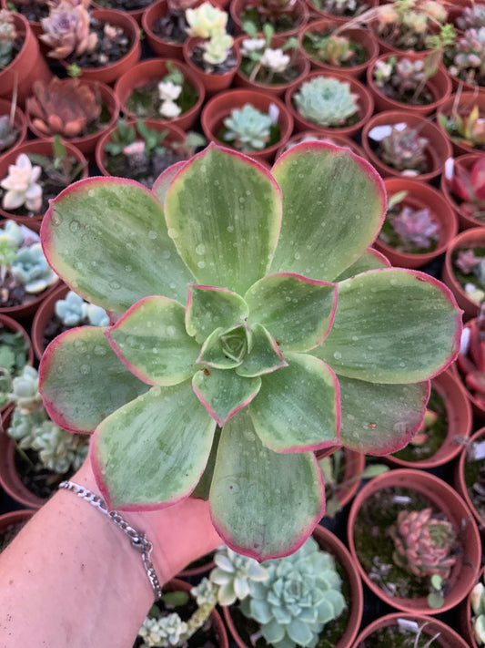 Aeonium "Holochysu " variegado