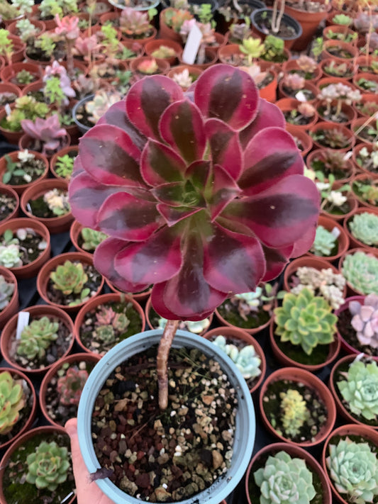 Aeonium "Medusa" Cluster Variegado