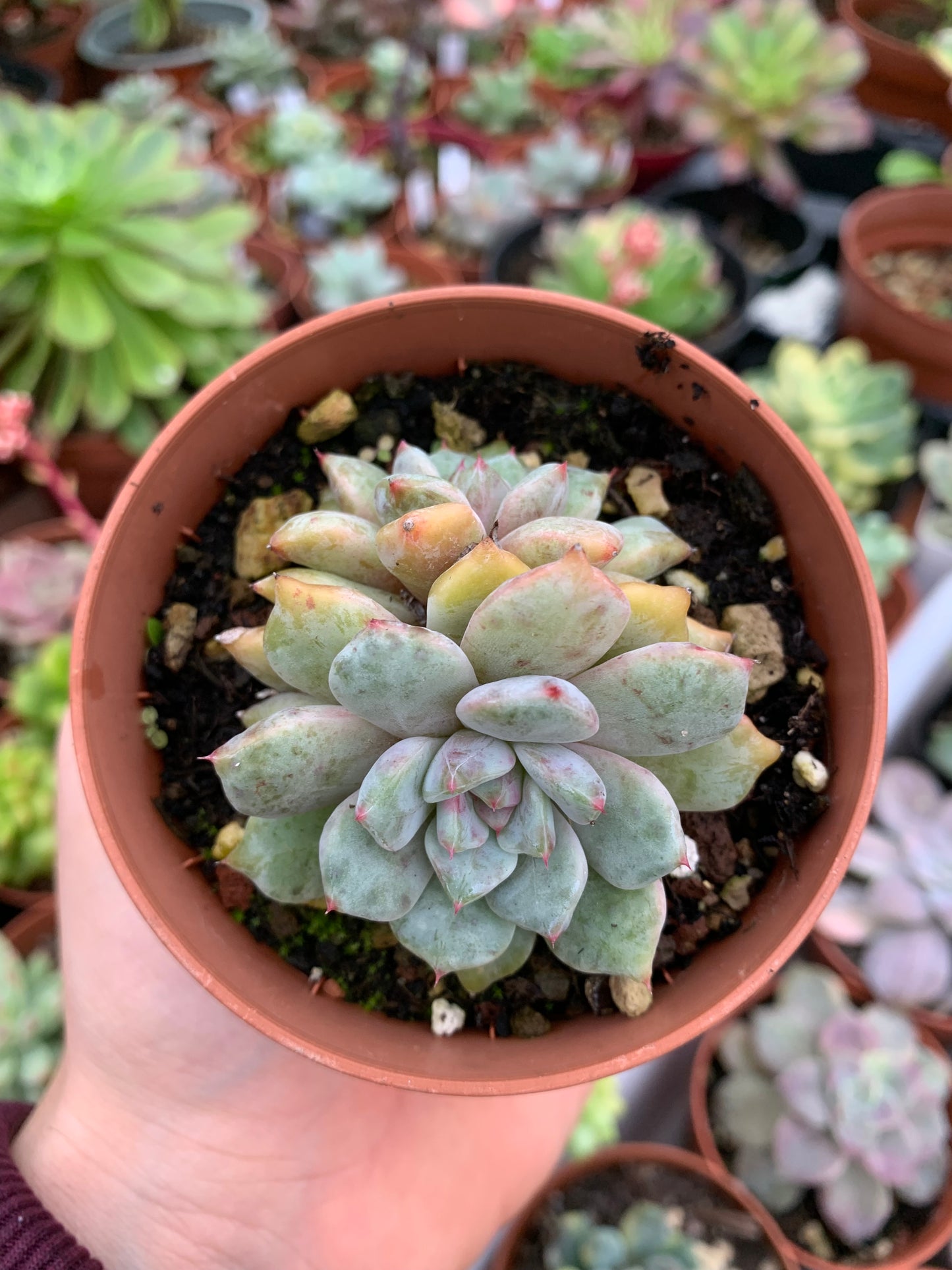 Echeveria "Devolution" (E. derembergii x E. laui selected) Korean by ChangHee