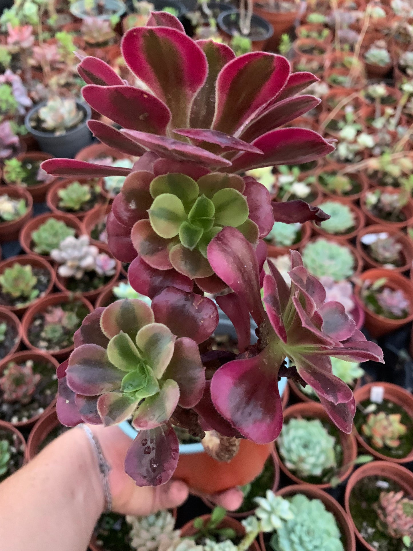 Aeonium "Medusa" Cluster Variegado