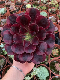 Aeonium "Medusa" Variegado