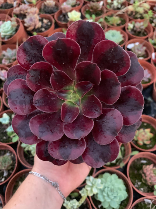 Aeonium "Medusa" Variegado