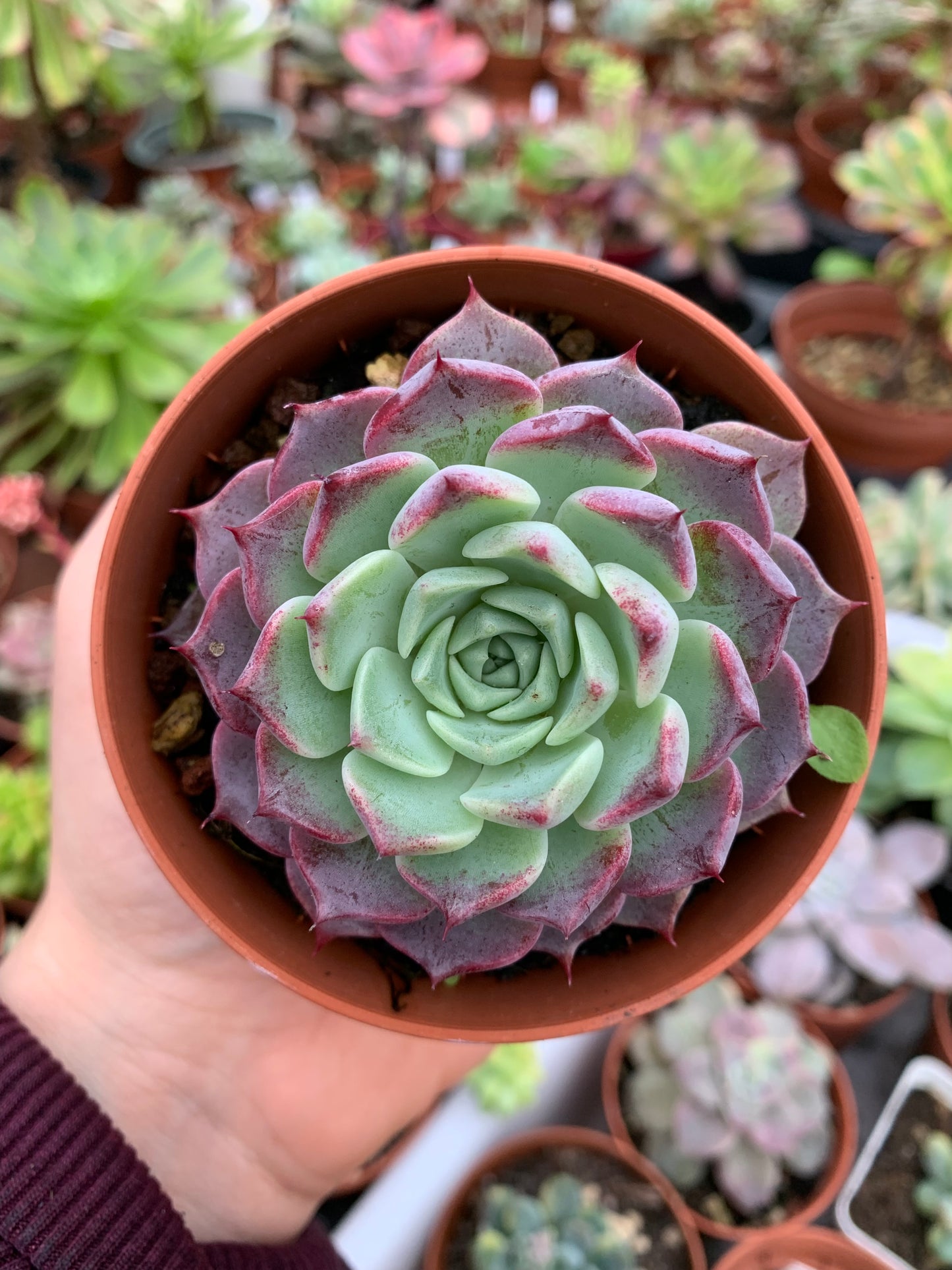 Echeveria „Red Cat“ (E. hyalina x E. sarahime) Koreanisch von ChangHee