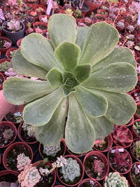 Aeonium "Orion" variegado XXL