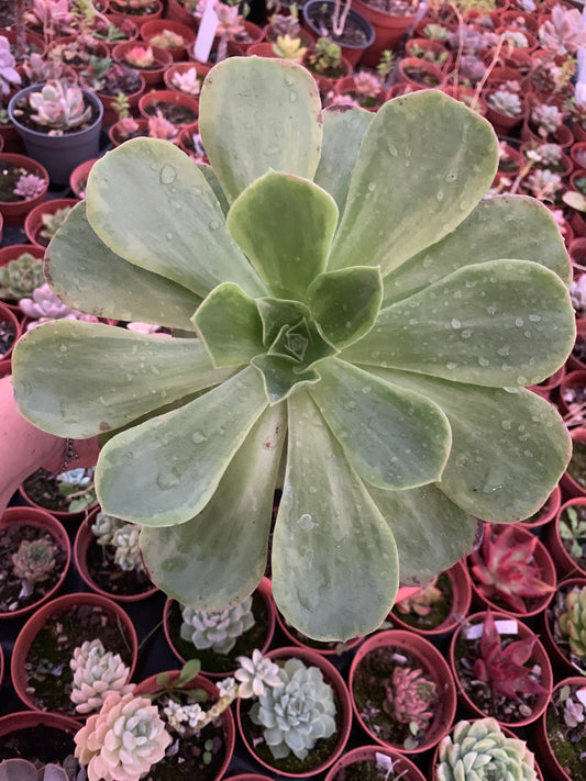Aeonium "Orion" variegado XXL