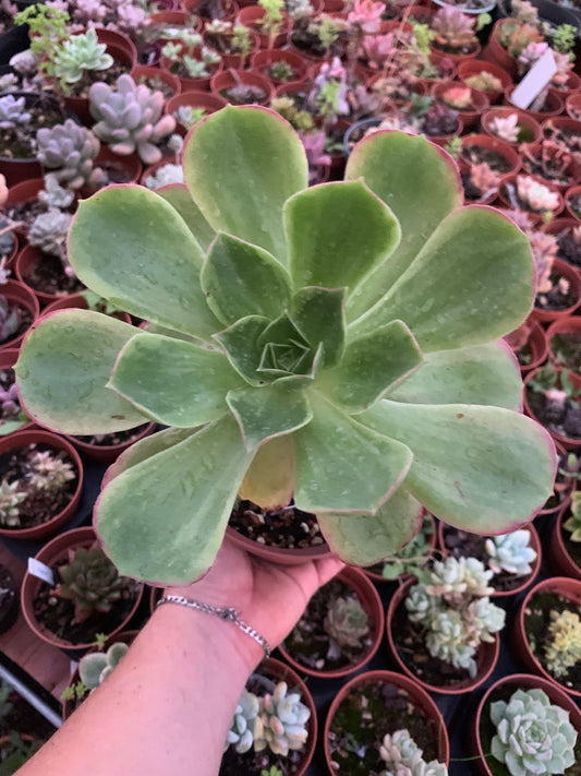 Aeonium "Orion" variegado (Copia)