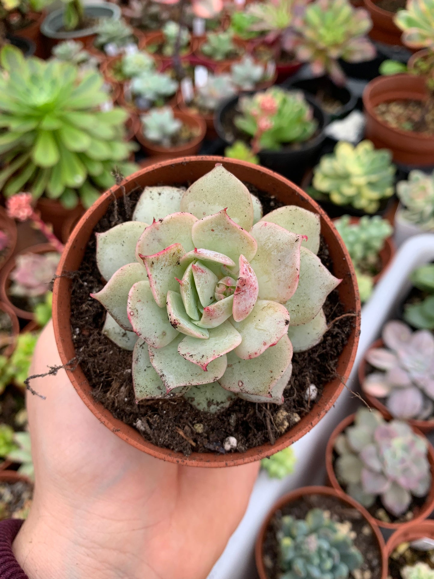 Echeveria "Ruzz" coréen