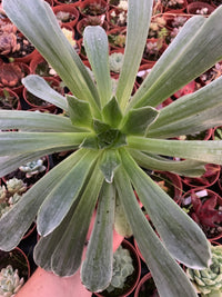 Aeonium "Taeyang" variegado