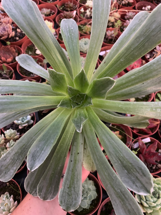 Aeonium "Taeyang" variegado