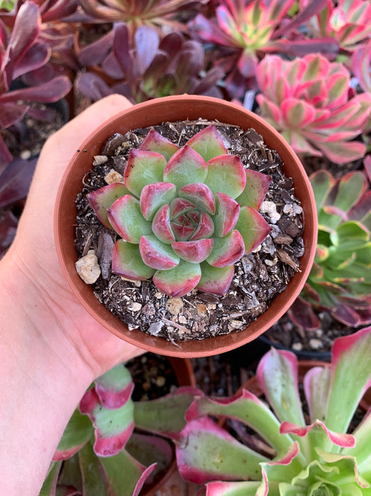 Echeveria  "charlestone"