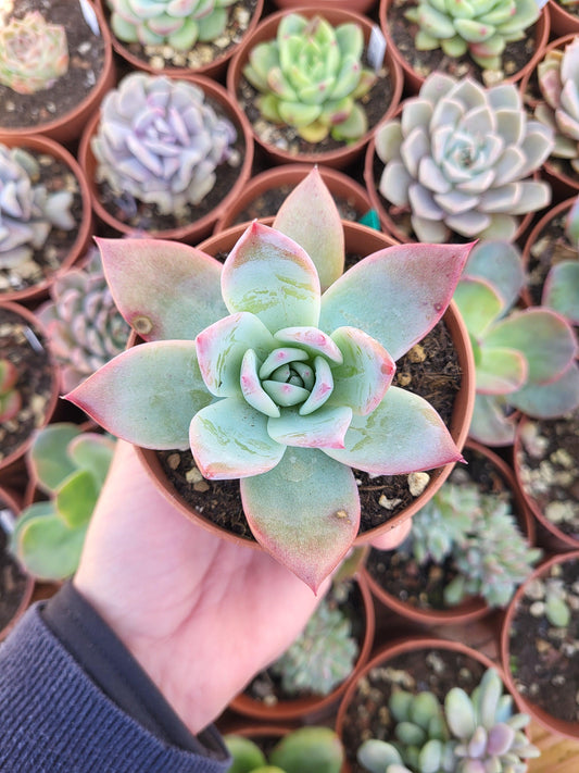 Echeveria colorata var. brandtii - Succulovers