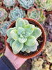 Graptosedum "Amicie" by Christophe Camassel - Succulovers