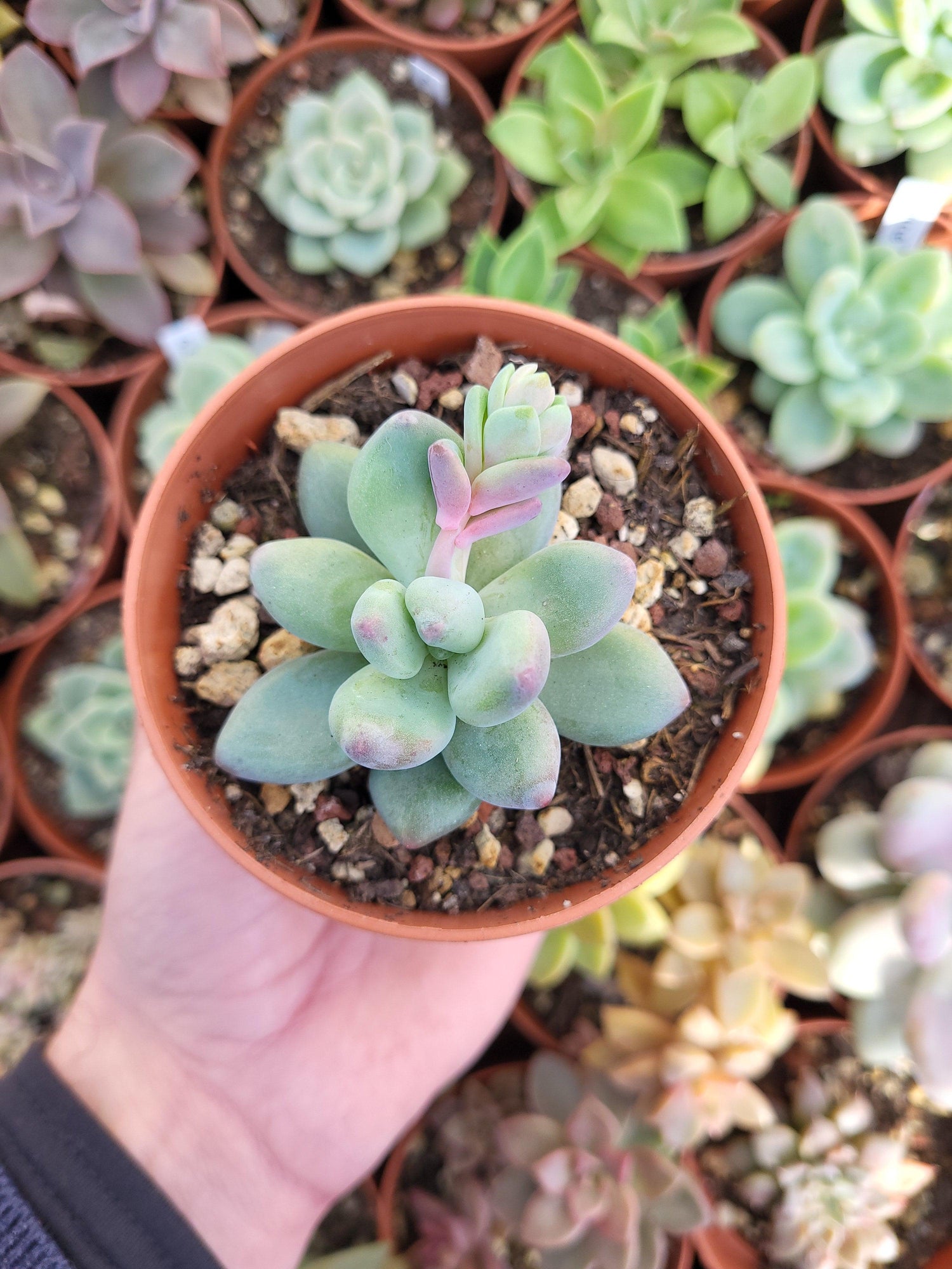 Pachyphytum "Apple" Korean - Succulovers