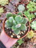 Pachyveria "Dr Cornelius" Korean - Succulovers