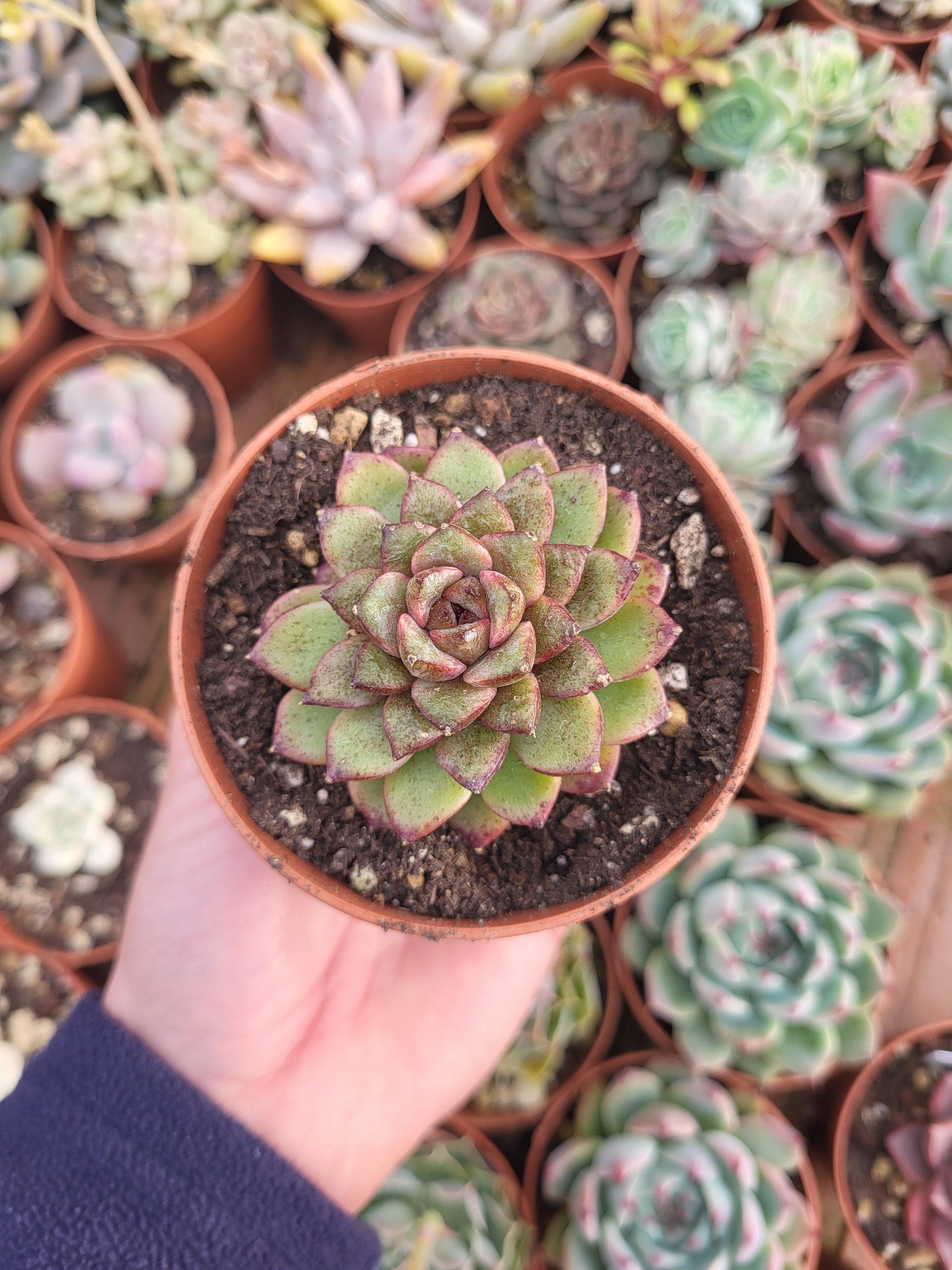 Echeveria "Chocolate Mousse" - Succulovers