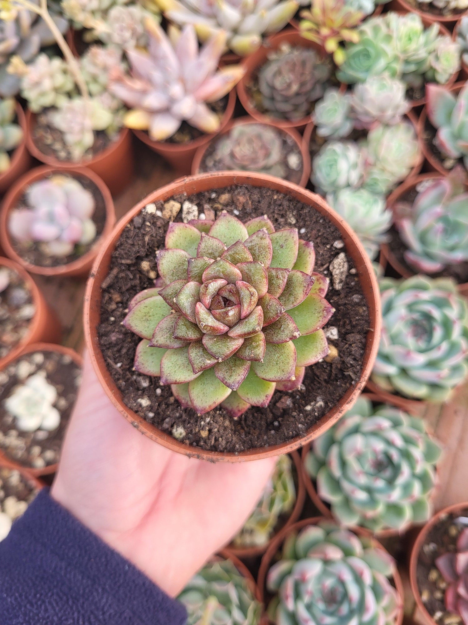 Echeveria "Chocolate Mousse" - Succulovers