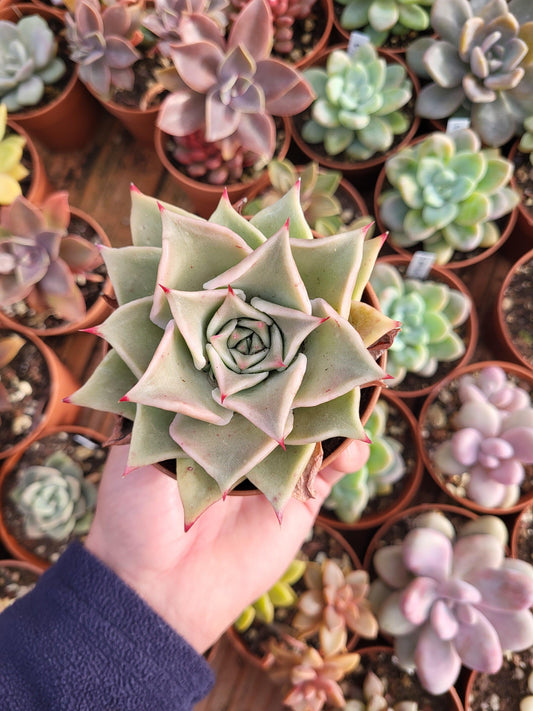 Echeveria "Madiba" by cactus Serrano - Succulovers