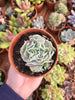 Echeveria "Nichi"  (E. shaviana x E. runyonii "Topsy Turvy") - Succulovers