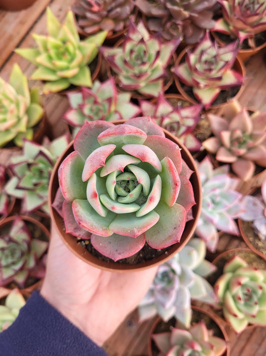 Echeveria "Petricia" Korean by Chang Won farm - Succulovers