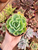 Echeveria "Pink Ace" variegada Korean - Succulovers