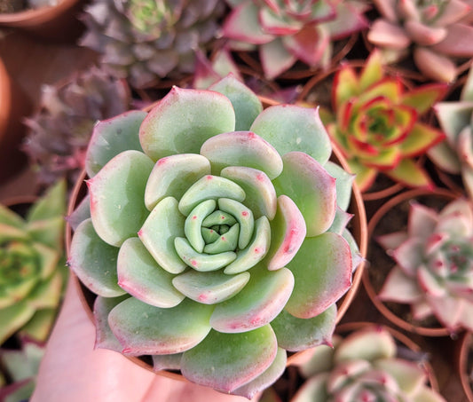 Echeveria "Symphony" Korean by Chang Won farm - Succulovers