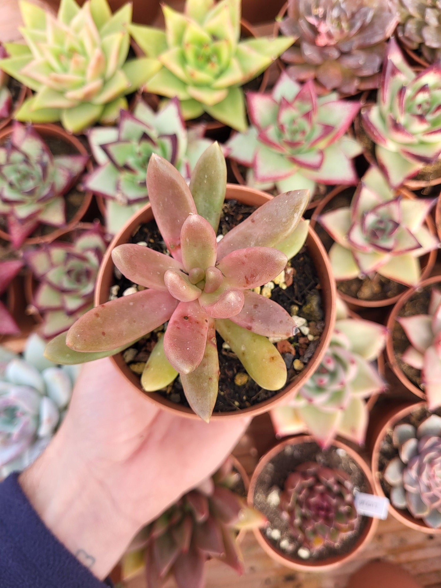 Pachyveria "Hookeri" Korean - Succulovers