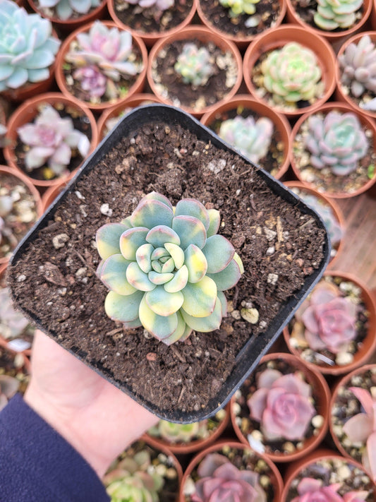 Echeveria "King Midas" variegada - Succulovers