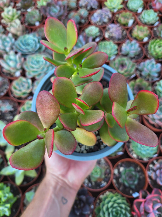 Crassula ovata tricolor - Succulovers