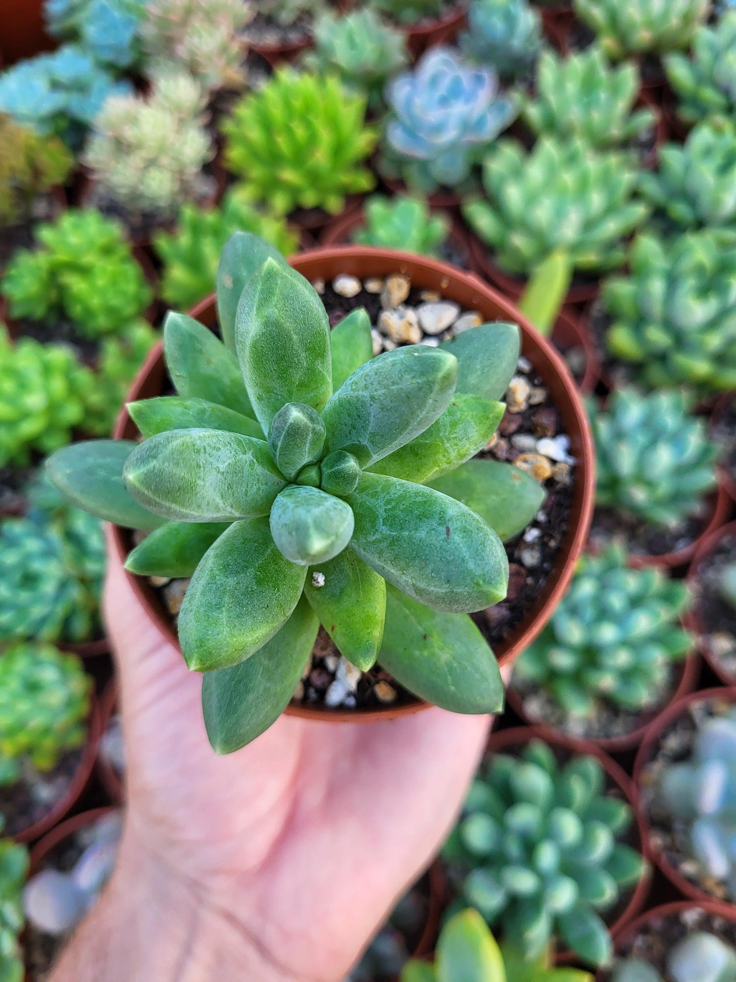 Pachyphytum compactum - Succulovers