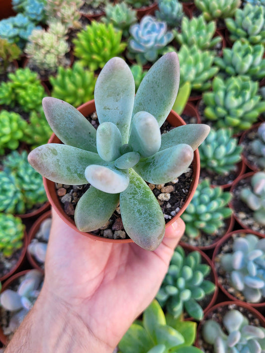 Pachyphytum kimnachii - Succulovers