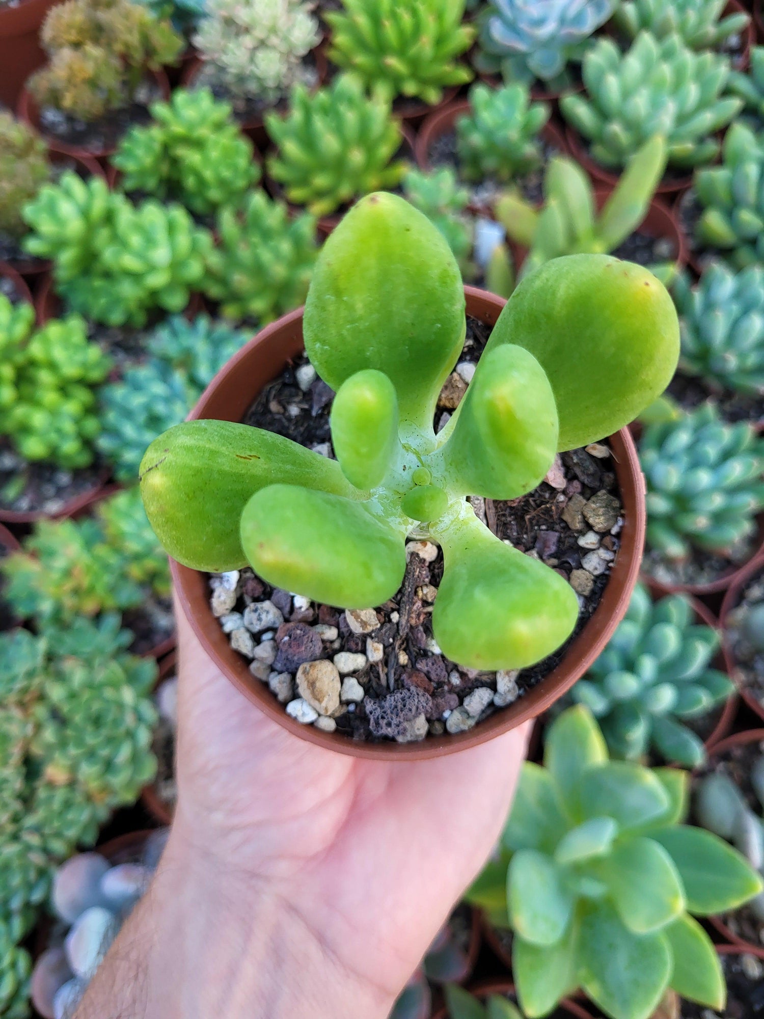Pachyphytum fitkaui - Succulovers