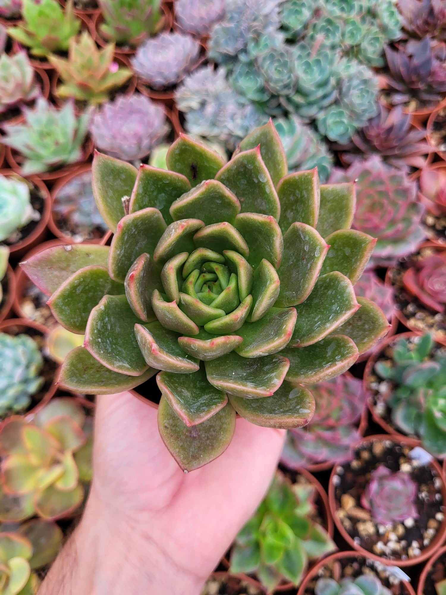 Echeveria "Mira" - Succulovers