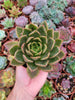Echeveria "Mira" - Succulovers