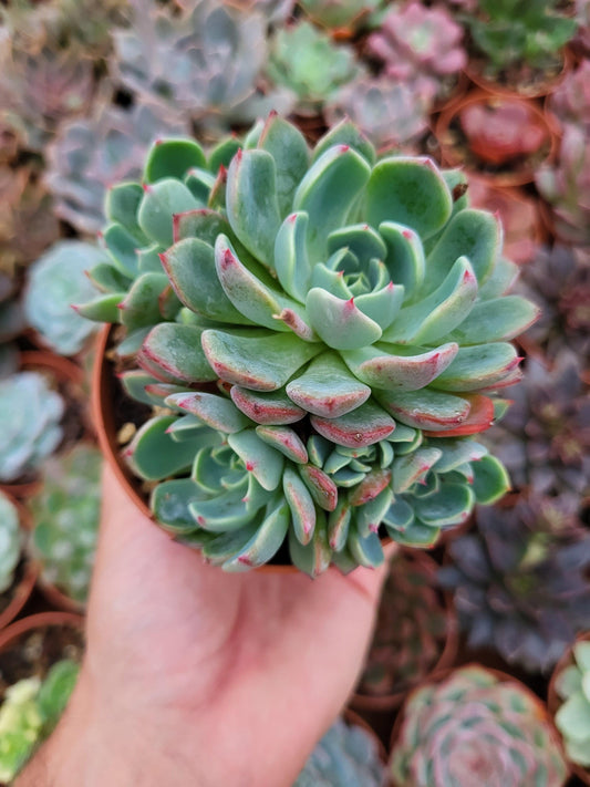 Echeveria "Sitifukumiama" - Succulovers